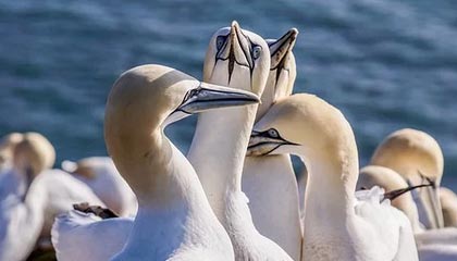 星空娱乐APP下载-世界杯资格赛中国女篮不敌比利时队