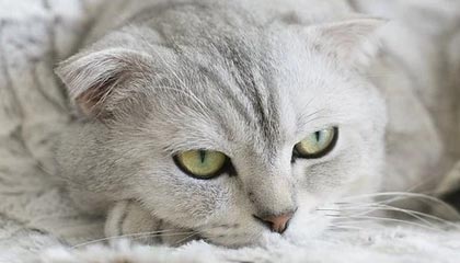 星空娱乐APP下载-世界杯资格赛中国女篮不敌比利时队