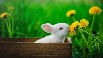 13年流浪不低头！库里兄弟圆梦！塞斯：我们终于梦想成真了